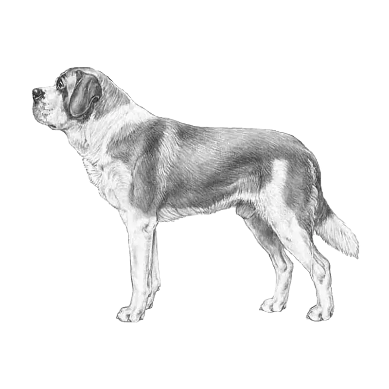 Saint Bernard Dog Illustration