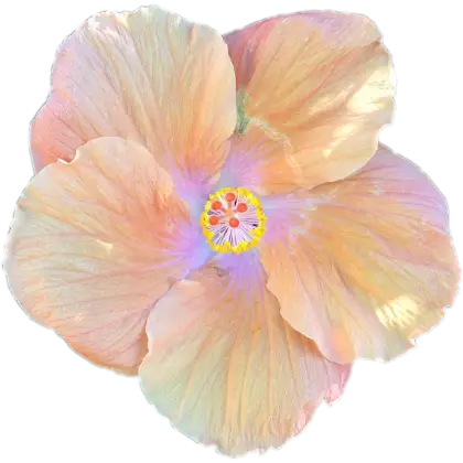 Beautiful Hibiscus Flower