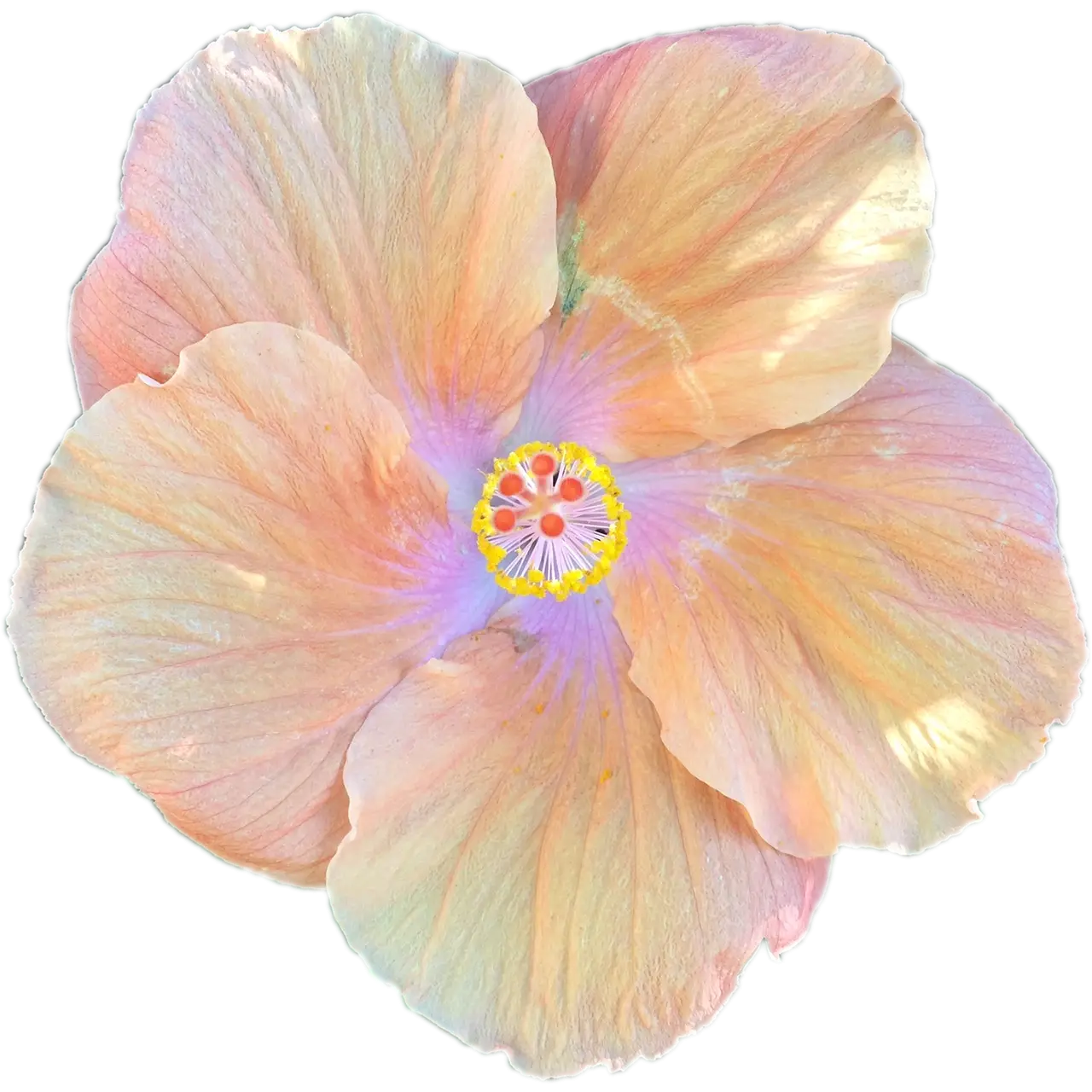 Beautiful Hibiscus Flower