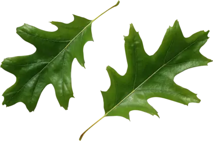 Green Oak Leaves Nature Illustration
