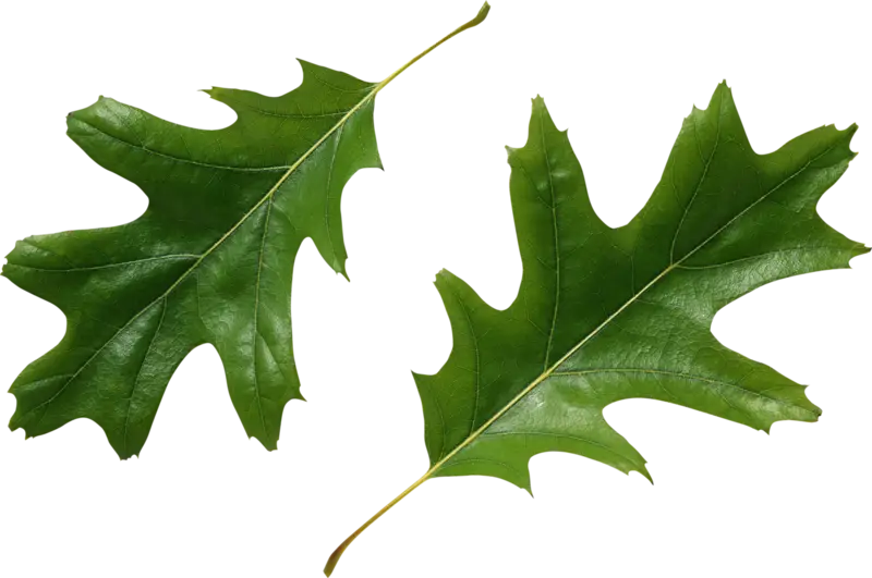 Green Oak Leaves Nature Illustration