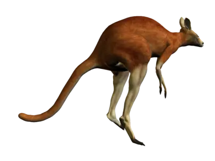 Jumping Kangaroo Illustration