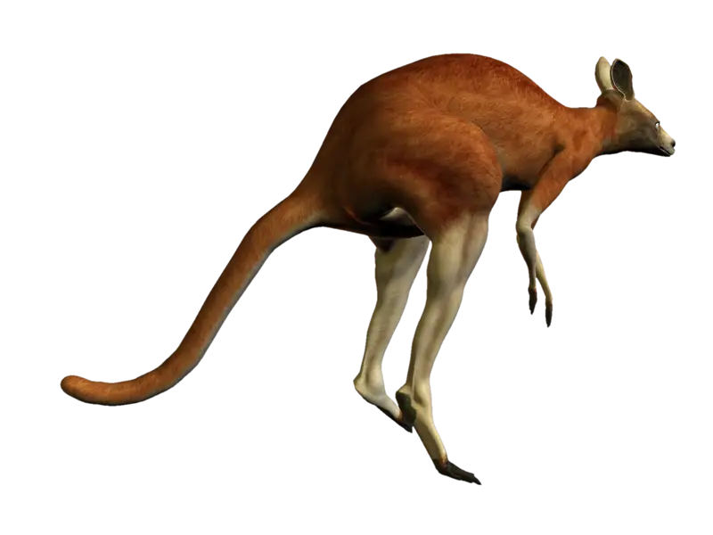 Jumping Kangaroo Illustration