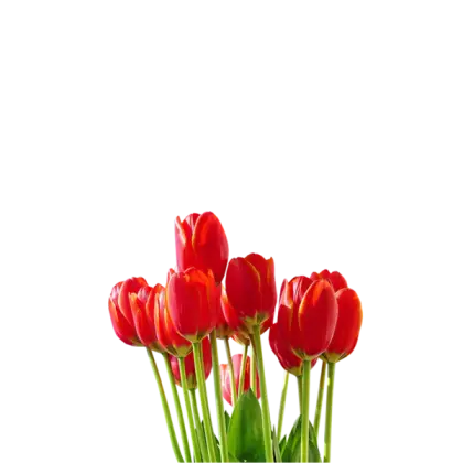 Vibrant Red Tulip Flowers