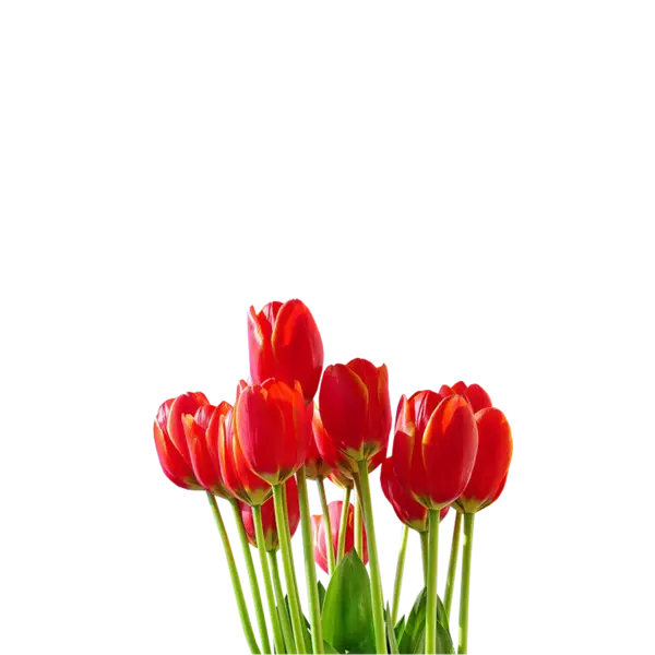 Vibrant Red Tulip Flowers