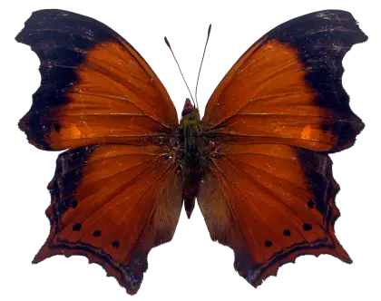 Orange and Black Butterfly with Elegant Wings