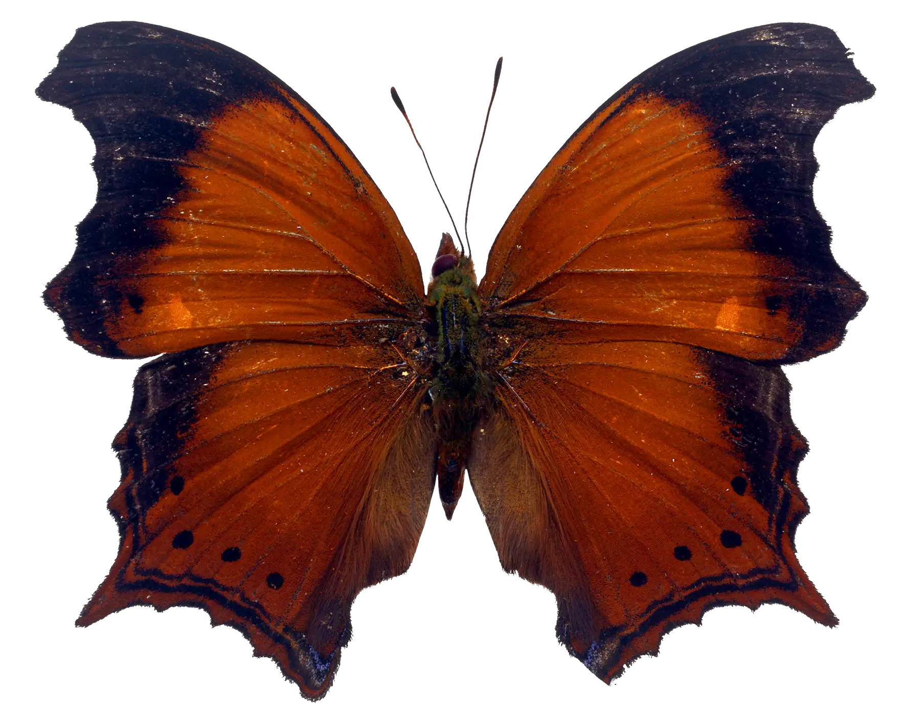 Orange and Black Butterfly with Elegant Wings