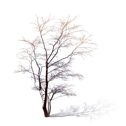 Bare Tree in Winter Silhouette