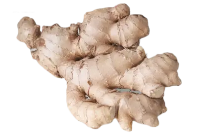 Fresh Ginger Root for Cooking and Health