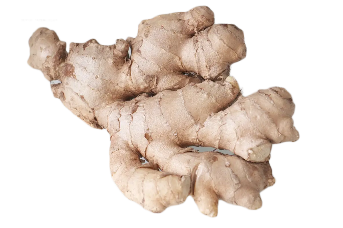 Fresh Ginger Root for Cooking and Health