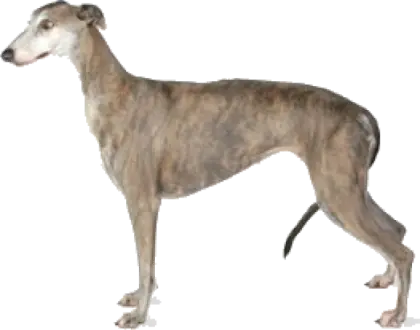 Greyhound Dog