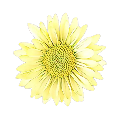 Yellow Flower Illustration Art