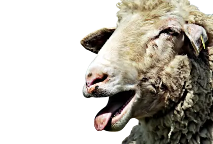 Sheep