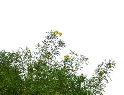 Tall Bush with Yellow Flowers