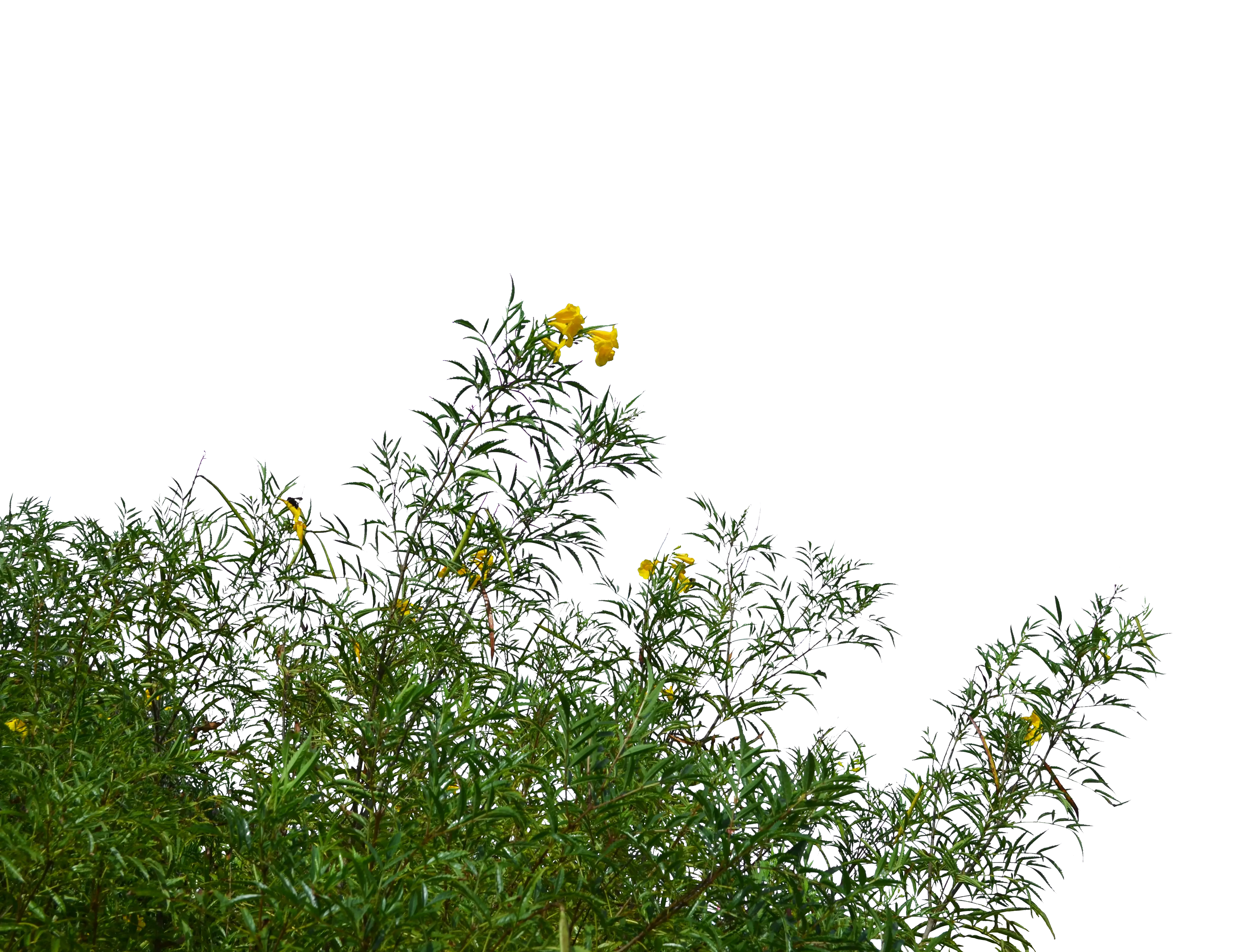 Tall Bush with Yellow Flowers