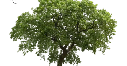 Green Leafy Tree in Outdoor Setting