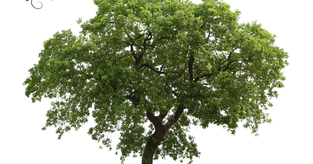 Green Leafy Tree in Outdoor Setting