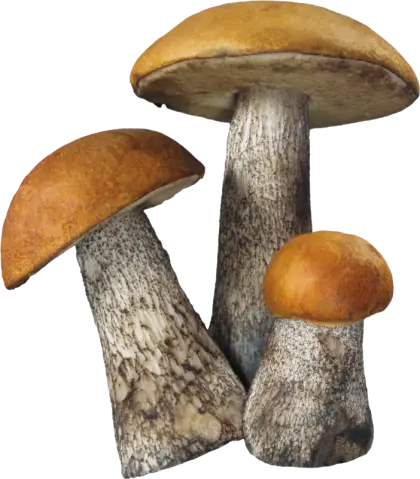Wild Brown-Capped Forest Mushrooms