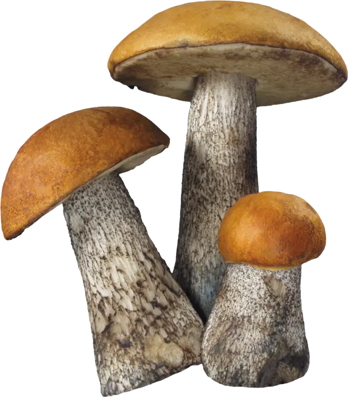 Wild Brown-Capped Forest Mushrooms