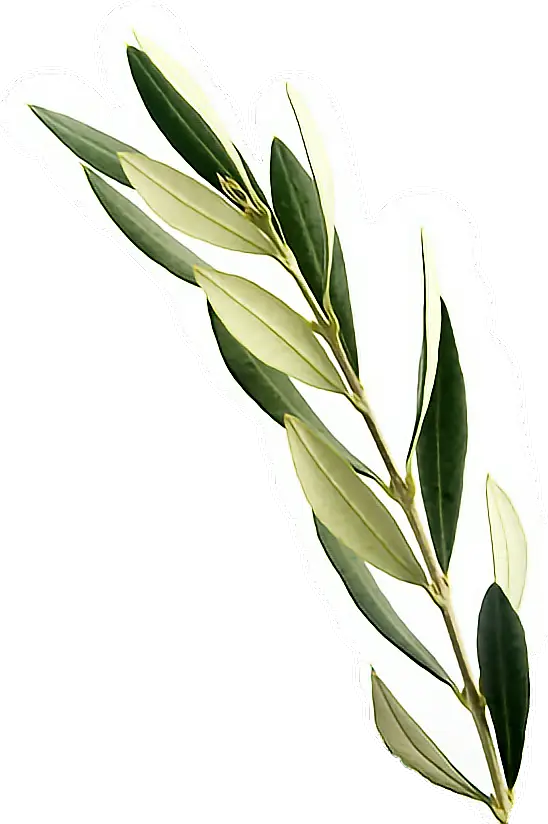 Olive Branch with Leaves