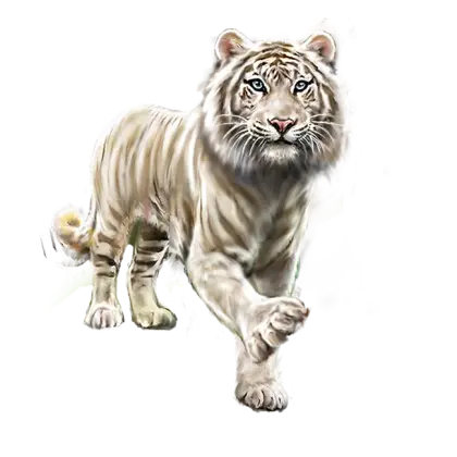 White Tiger in Wildlife