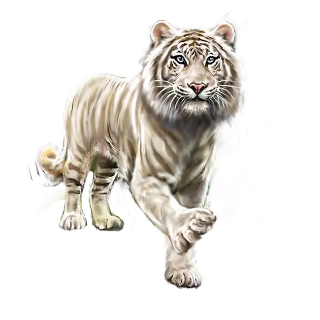 White Tiger in Wildlife