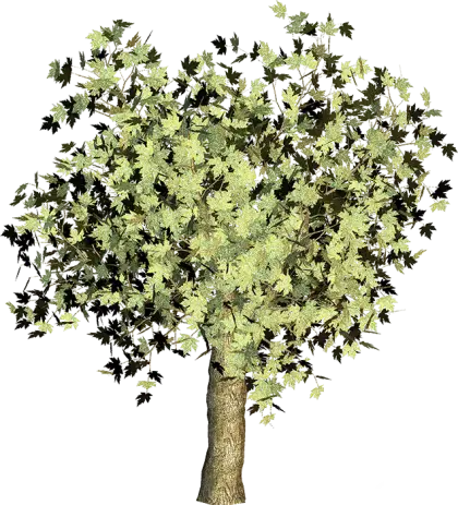 Beautiful Green Leafy Tree