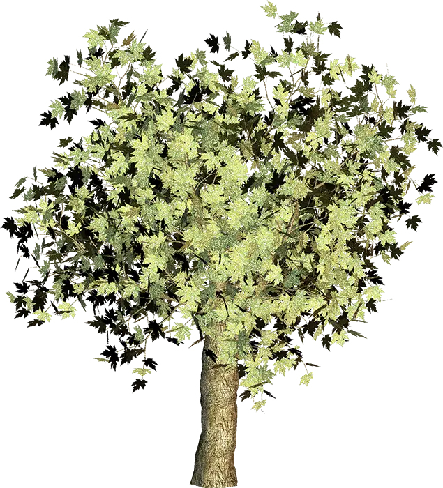 Beautiful Green Leafy Tree