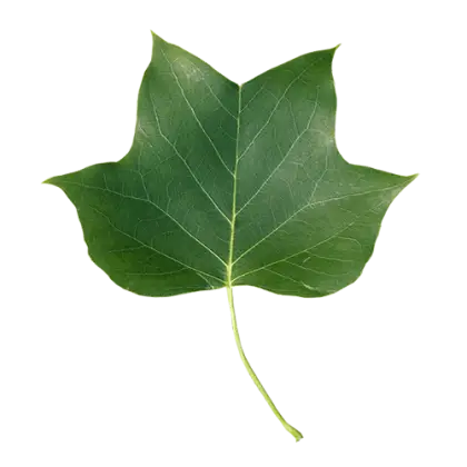 Lush Green Single Leaf Illustration