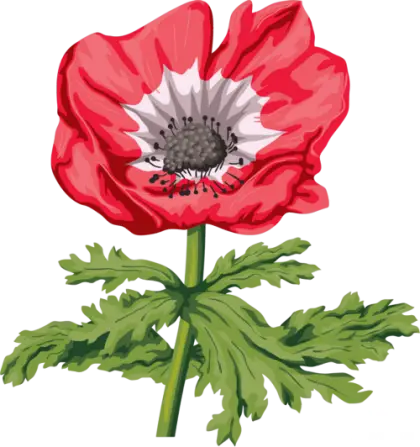 Red Flower Illustration