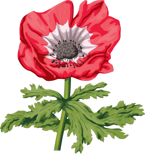 Red Flower Illustration