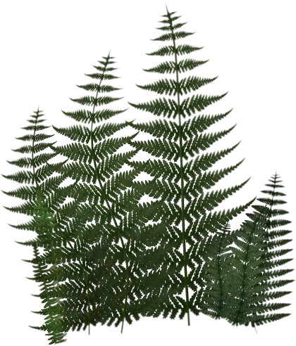 Green Fern Plants