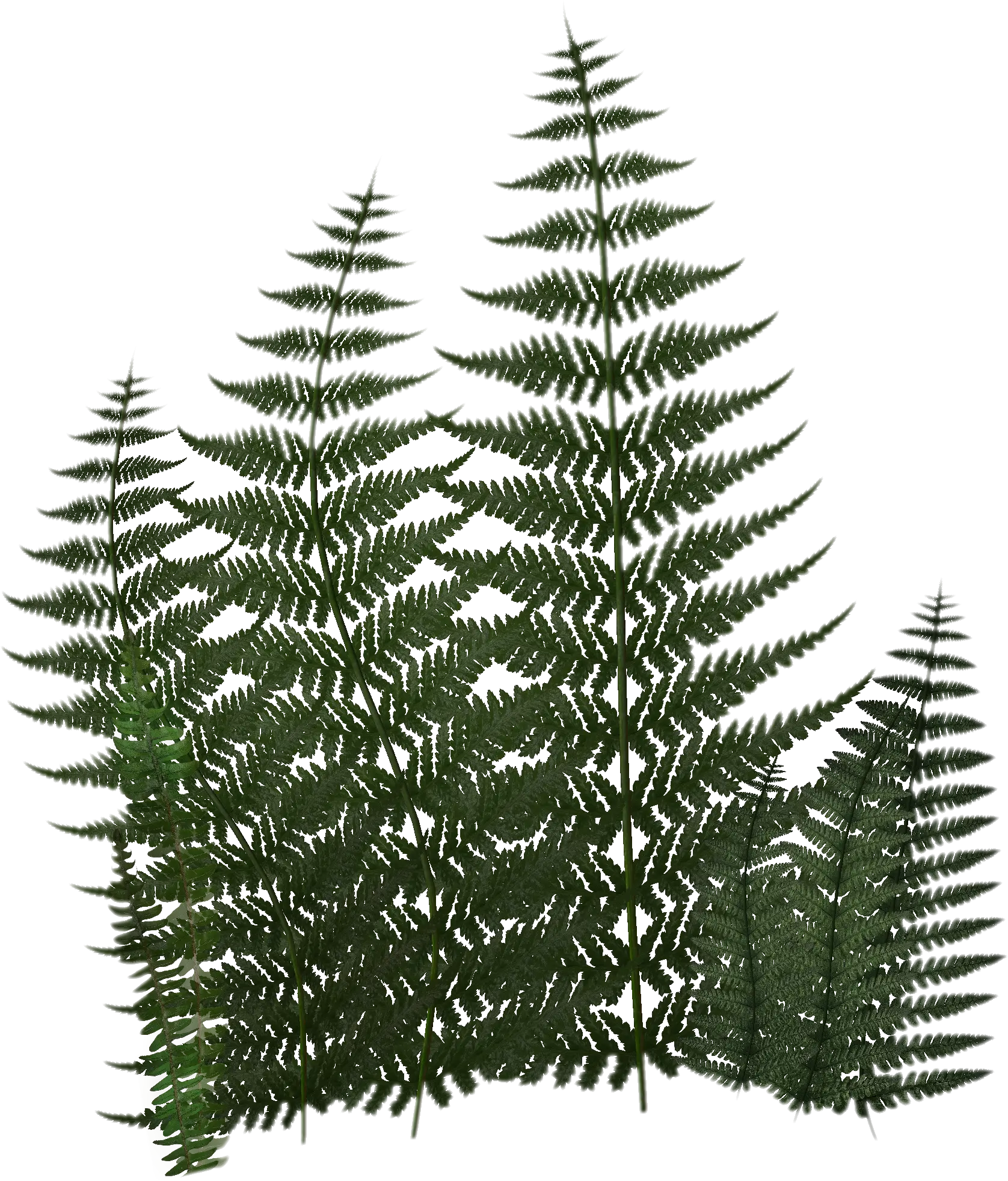 Green Fern Plants