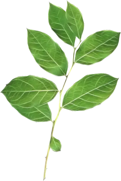 Illustration of Green Leaves Branch
