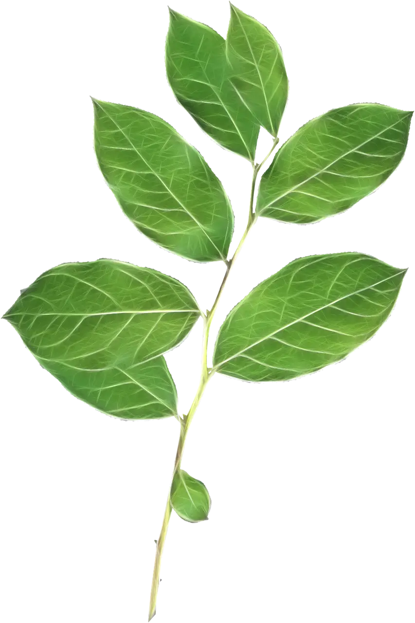 Illustration of Green Leaves Branch