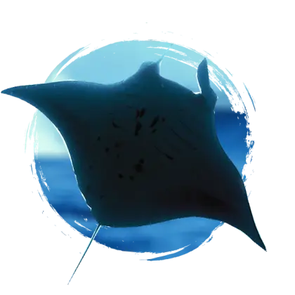 Manta Ray in the Ocean