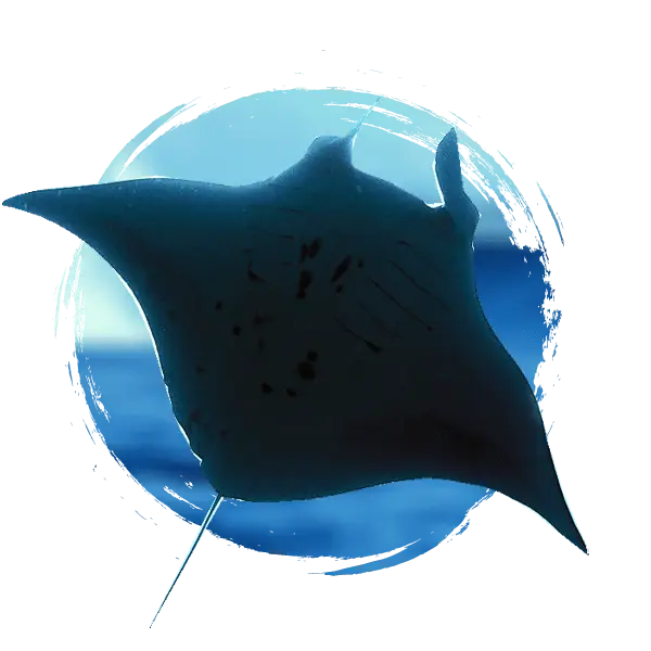 Manta Ray in the Ocean