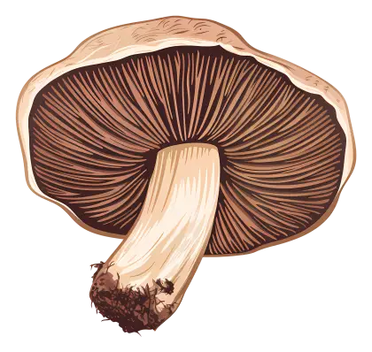 Illustration of a Mushroom with Detailed Gills