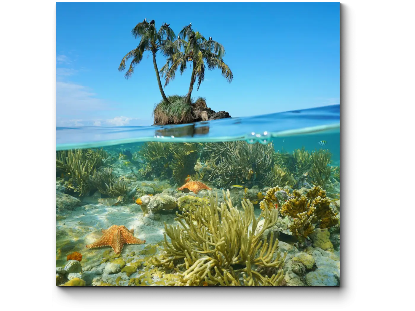 Tropical Coral Reef