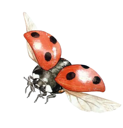 Flying Red and Black Ladybug Illustration