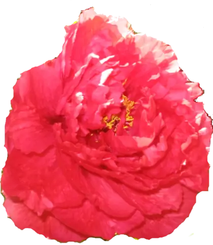 Red Peony Flower in Full Bloom