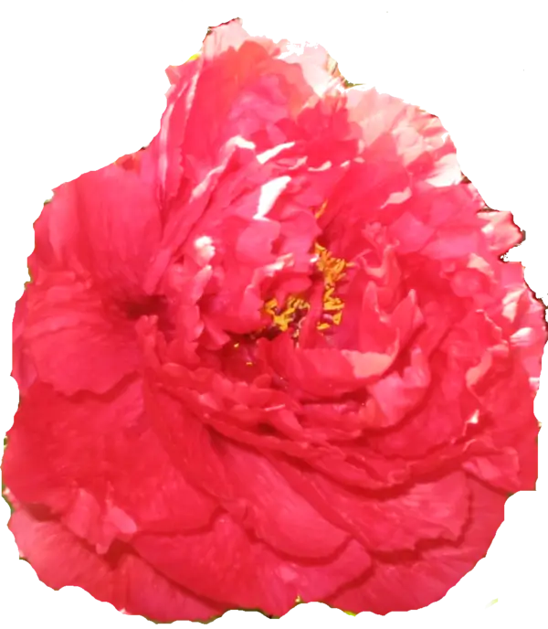 Red Peony Flower in Full Bloom