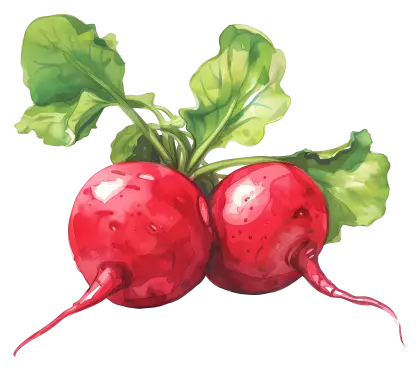 Bright Red Radishes with Green Leaves