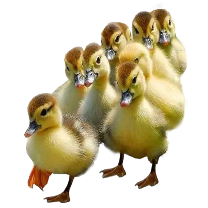 Group of Fluffy Yellow Ducklings