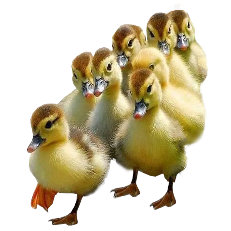 Group of Fluffy Yellow Ducklings