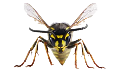 Close-up of a Yellow Wasp