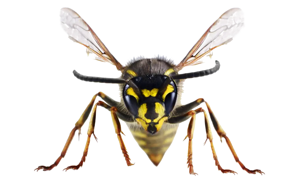 Close-up of a Yellow Wasp