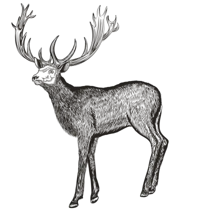 Illustration of an Elk in Side View with Detailed Antlers