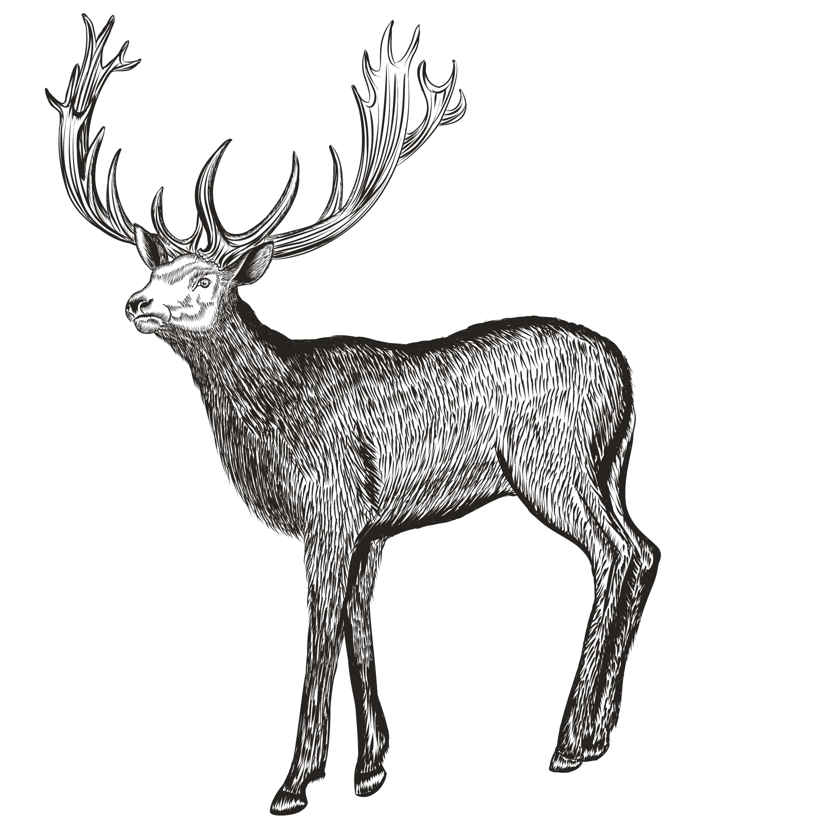 Illustration of an Elk in Side View with Detailed Antlers