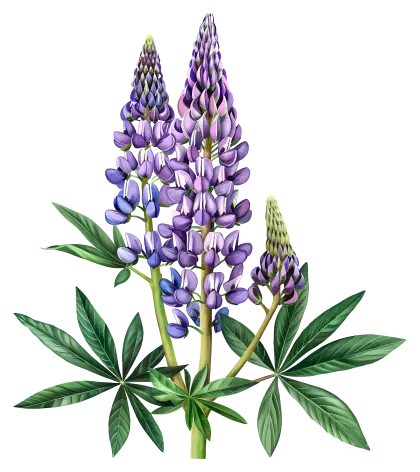 Purple Lupine Flowers with Green Leaves